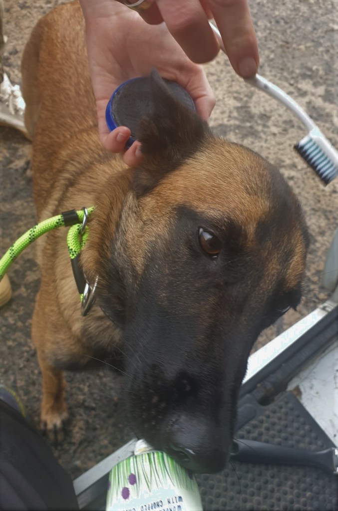 Millie the Belgian Malinois, attends Hair and Makeup