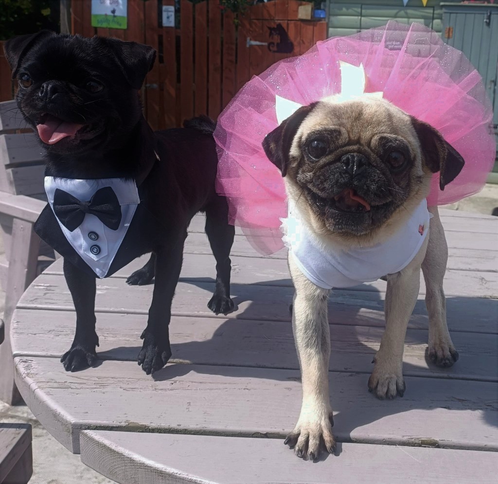 Ralf and Nugget, the Pugs, dressed for an occasion