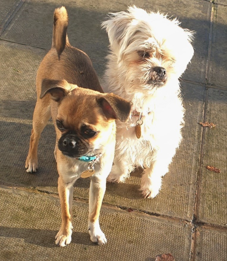 Willow, a Chihauhau Pug cross and Jessie, a terrier mix