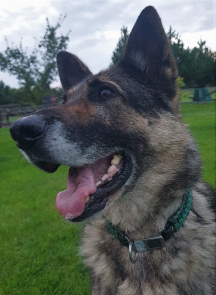 Cuan the German Shepherd