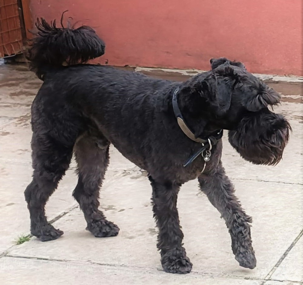Baxter the Schnauzer