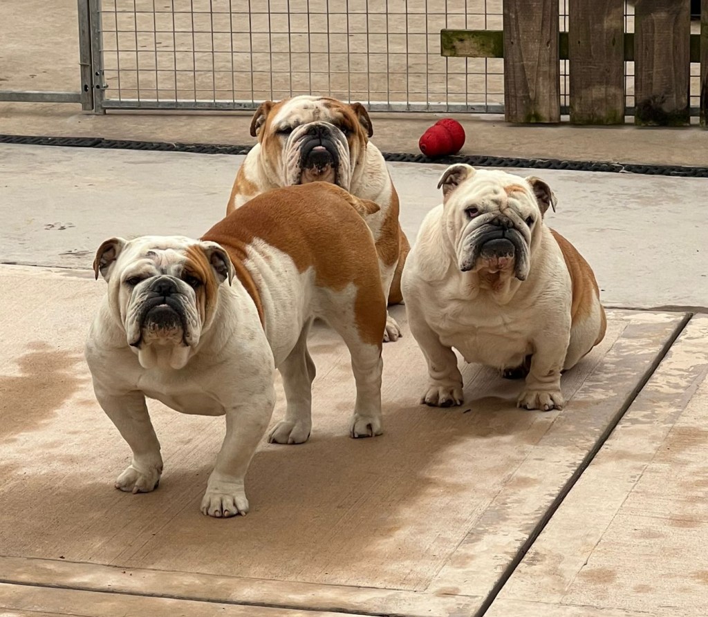 Nala, Thanos and Bella the Bulldogs