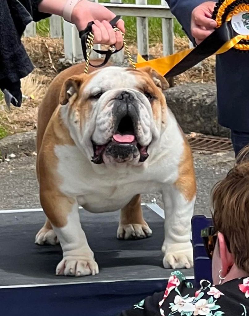 Thanos the Bulldog
