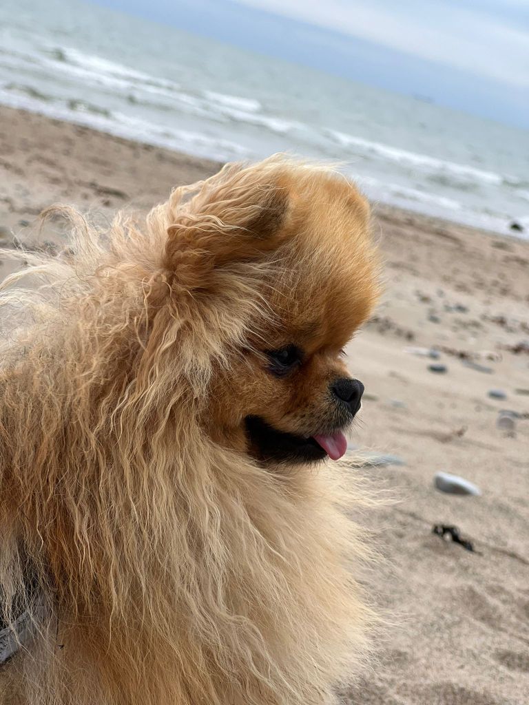 Theodore the Pomeranian