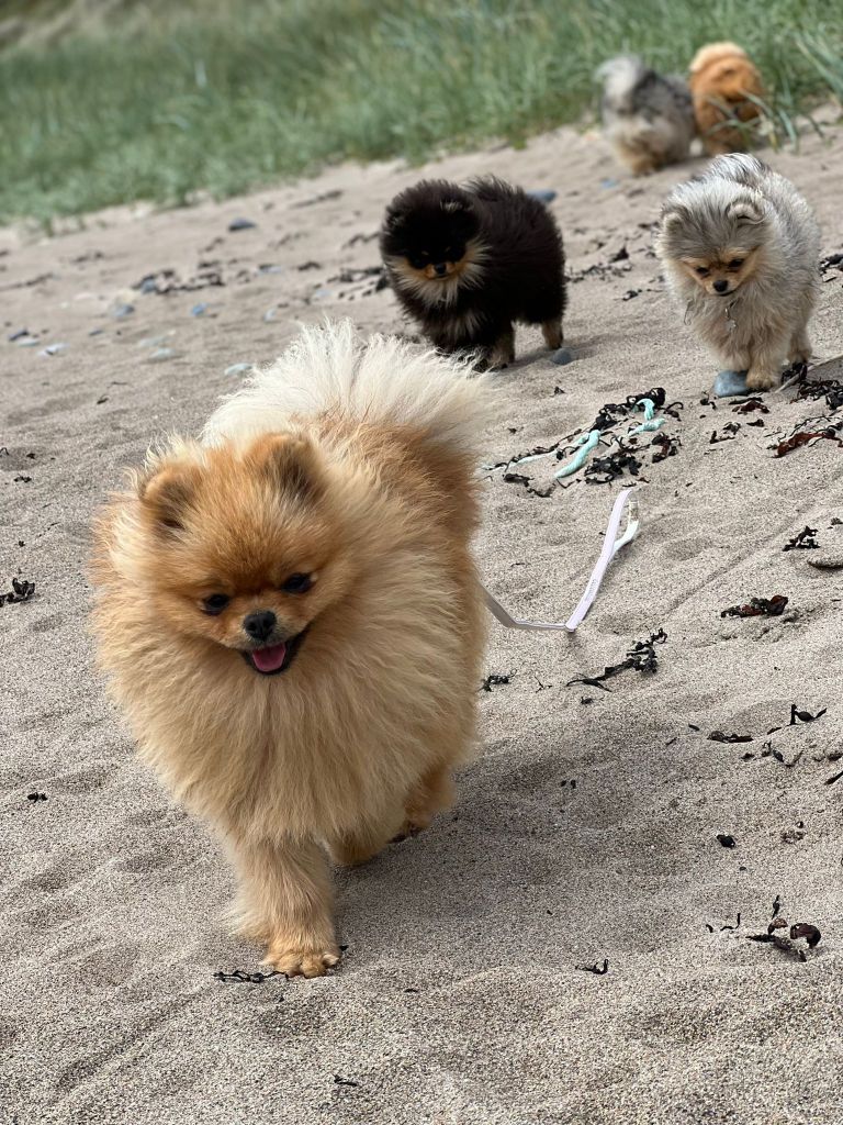 Theodore, Peanut and Aria the Pomeranians