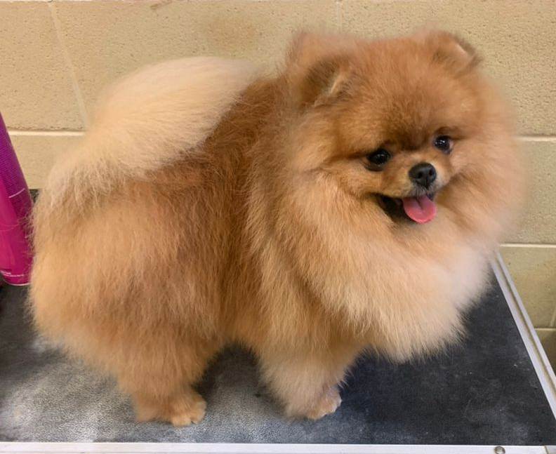 Theodore the Pomeranian