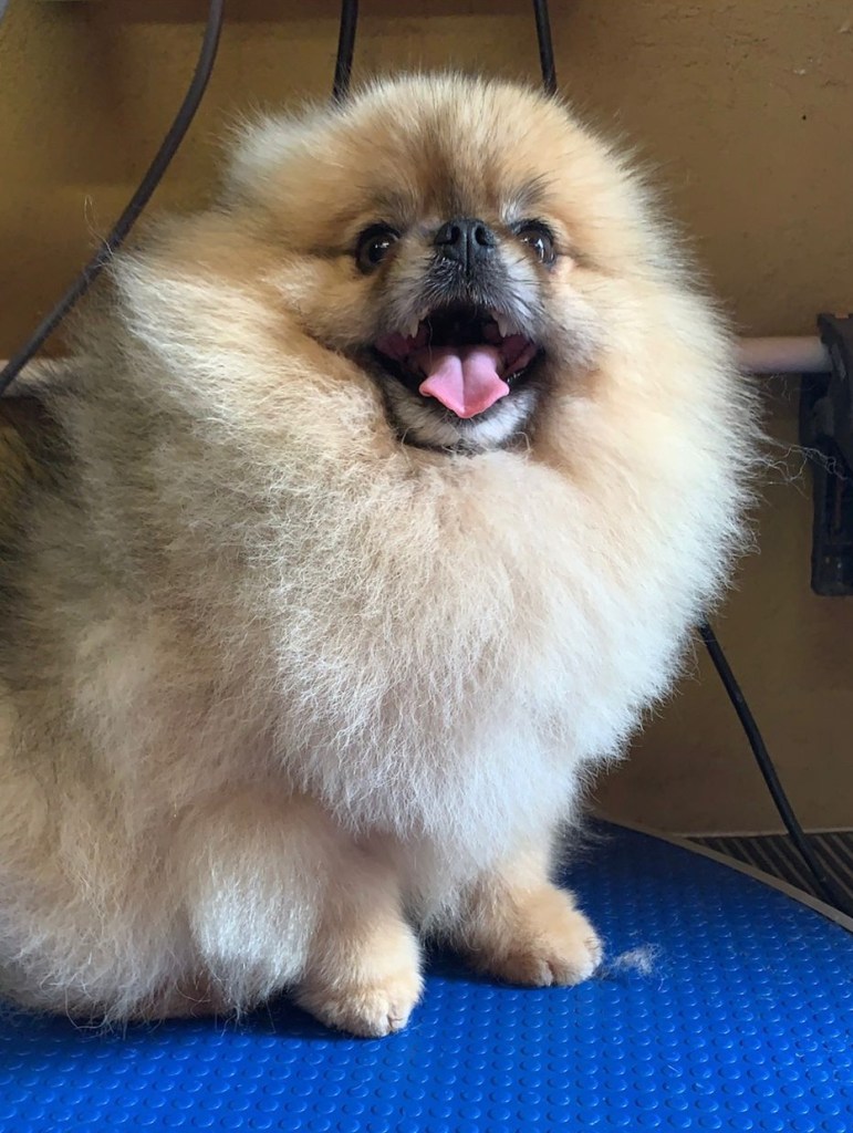 Truffles the Pomeranian