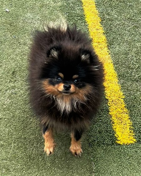 Peanut the Pomeranian