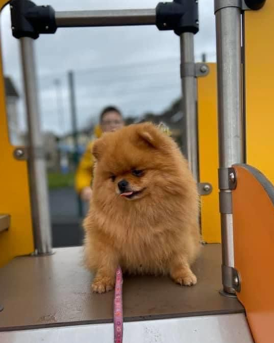 Aurora the Pomeranian