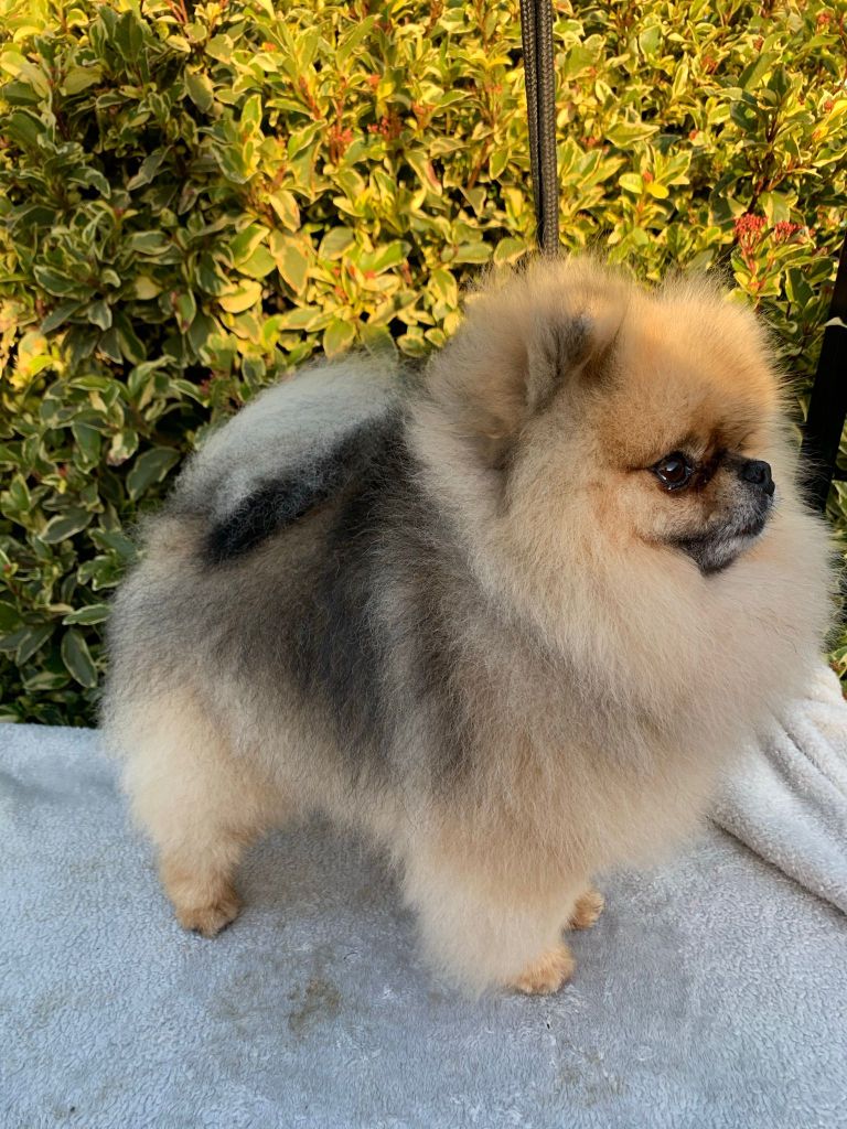 Truffles the Pomeranian