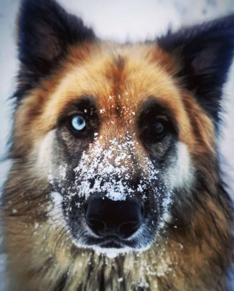 Bodacious Bowie aka Bowie