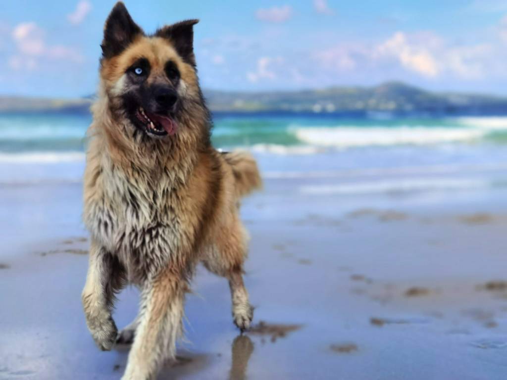 Bodacious Bowie aka Bowie