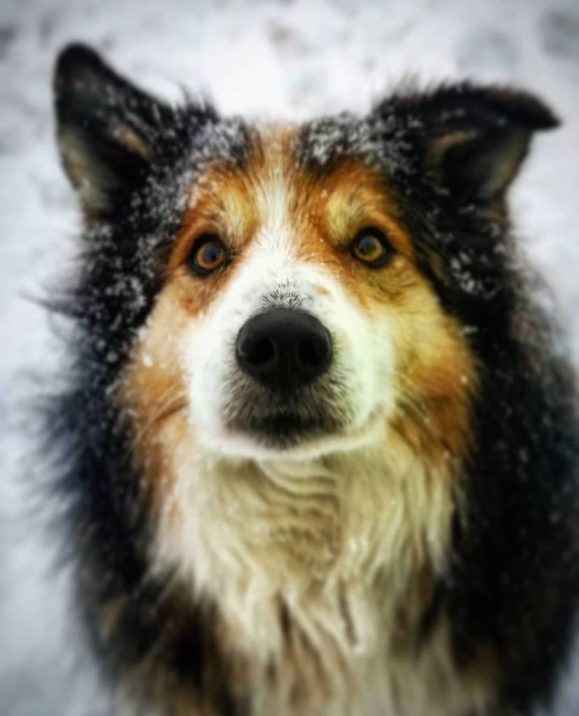 Scampus Maximus aka Scamp