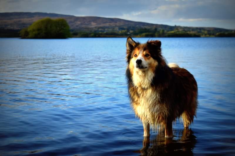 Scampus Maximus aka Scamp