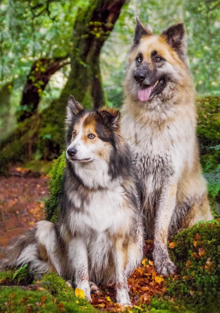 Scampus Maximus and Bodacious Bowie