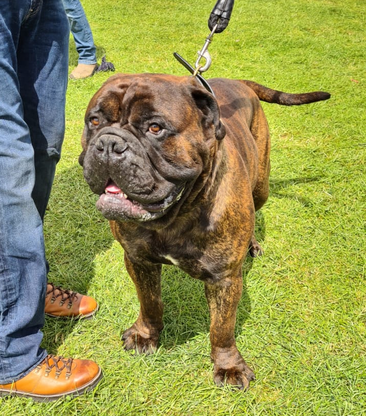 Vader the Bullmastiff