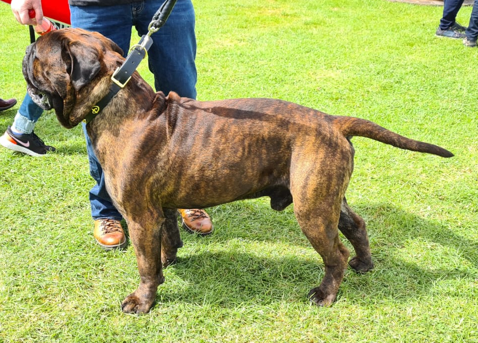 Vader the Bullmastiff