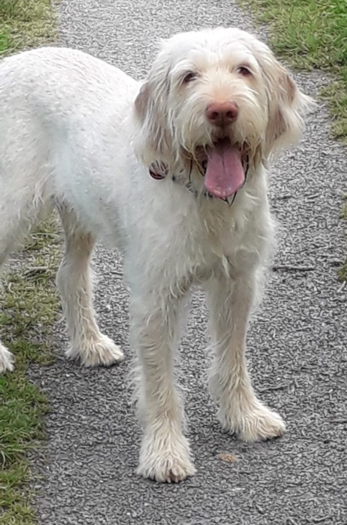 Monty the Spinone Italiano
