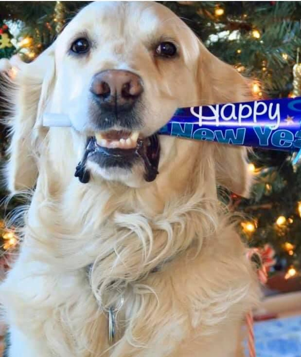 Echo the Service Dog, a Golden Retriever