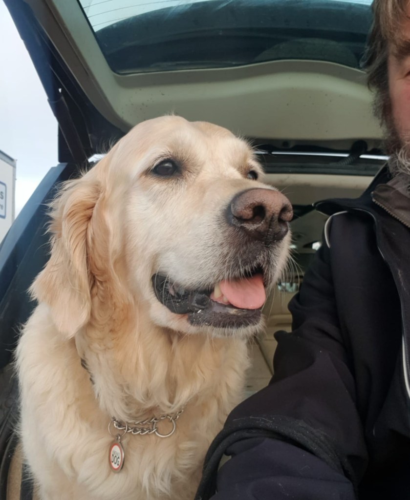 Echo the Service Dog, a Golden Retriever