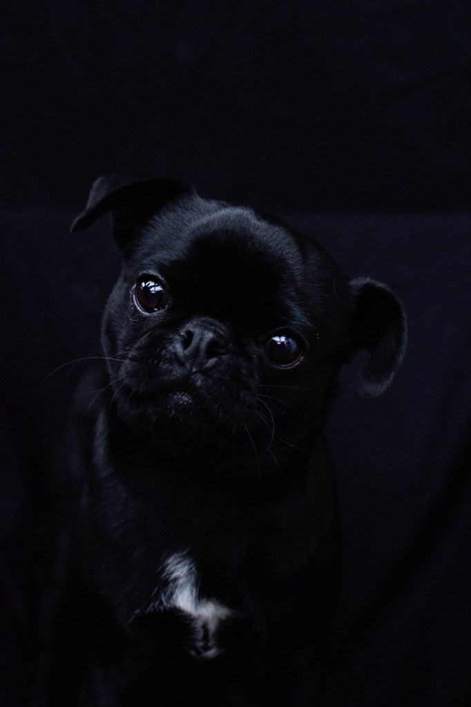 Ralf the black Pug