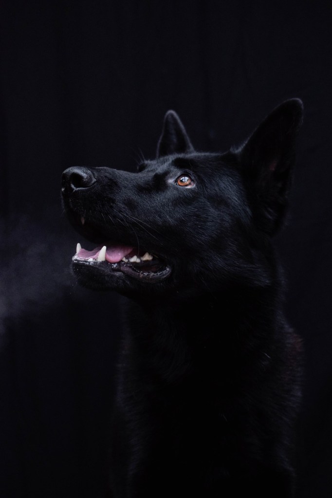 Murphy the black German Shepherd