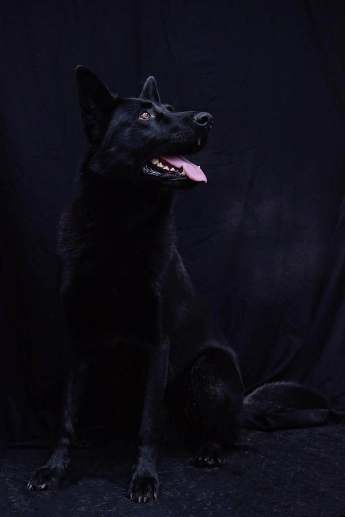 Murphy the black German Shepherd