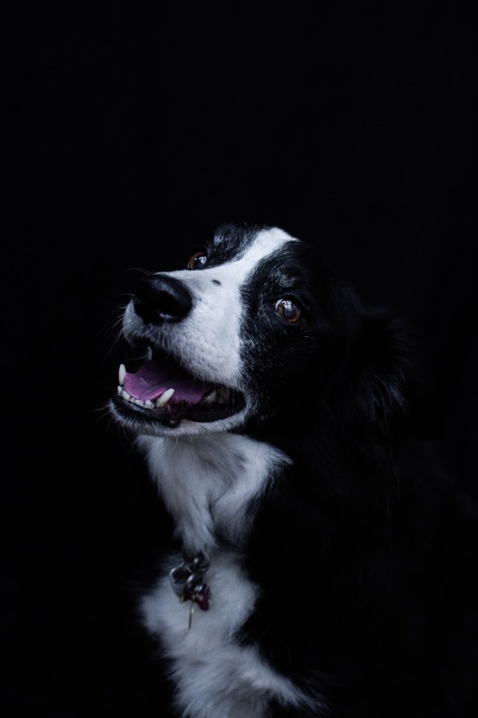 Guinness the Collie