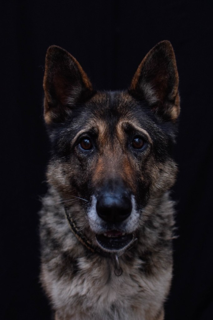 Cuan the German Shepherd