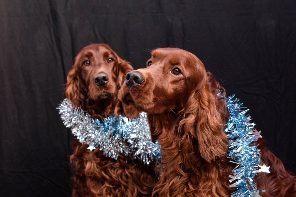 Bastian and Wallace the Red Setters