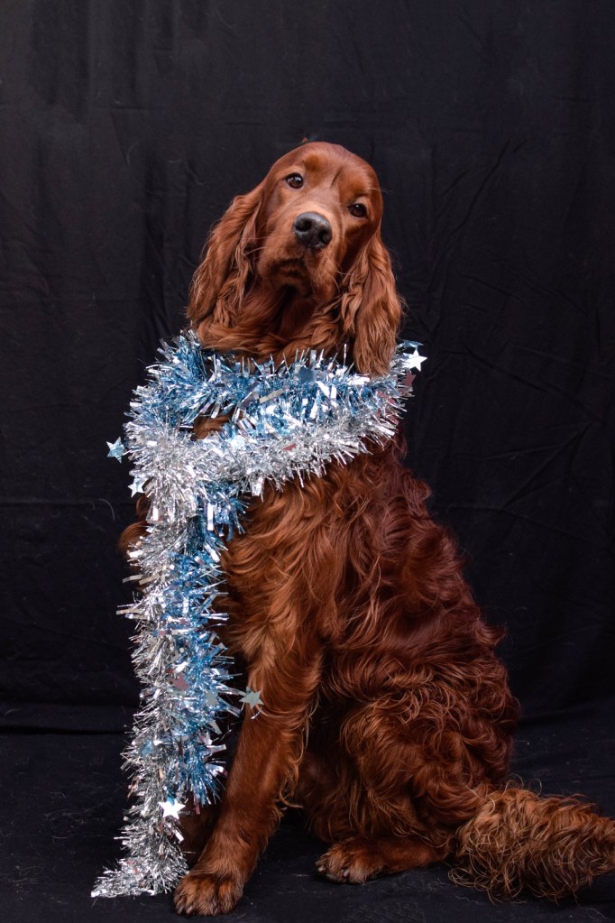 Bastian the Red Setter
