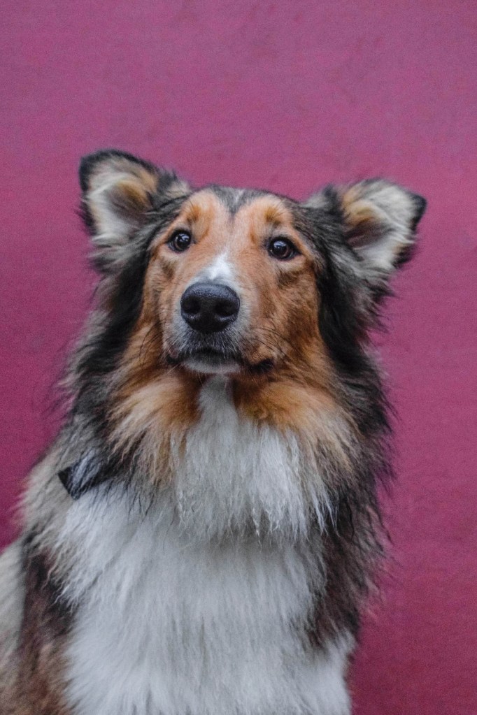 Cooper, a Rough Collie