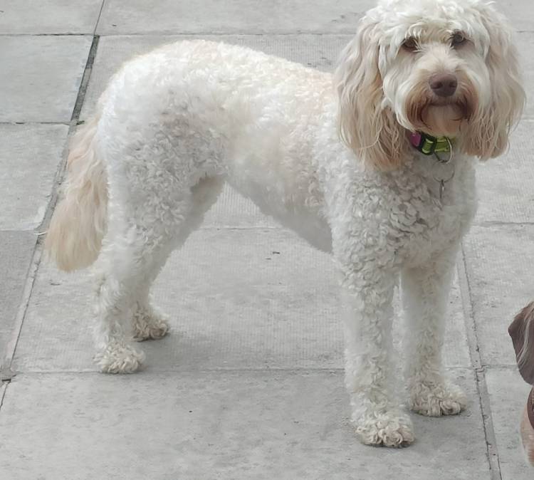 Maisy, a small Labradoodle