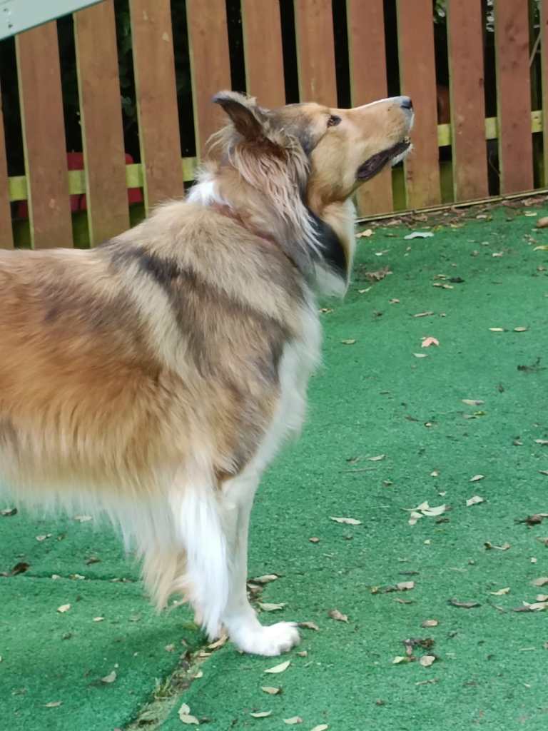 Cooper, a Rough Collie