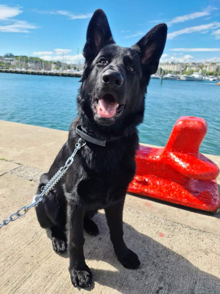 Riot, a large German Shepherd