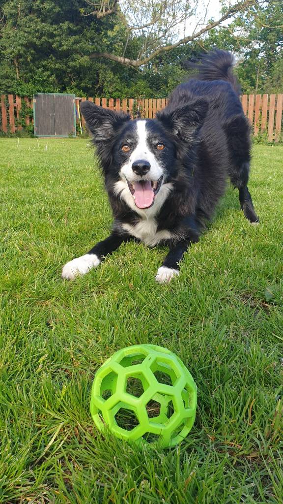 Guinness the Collie
