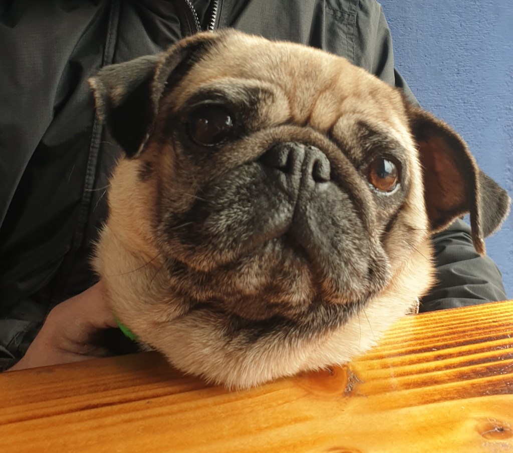 Nugget waiting for her Puppachino