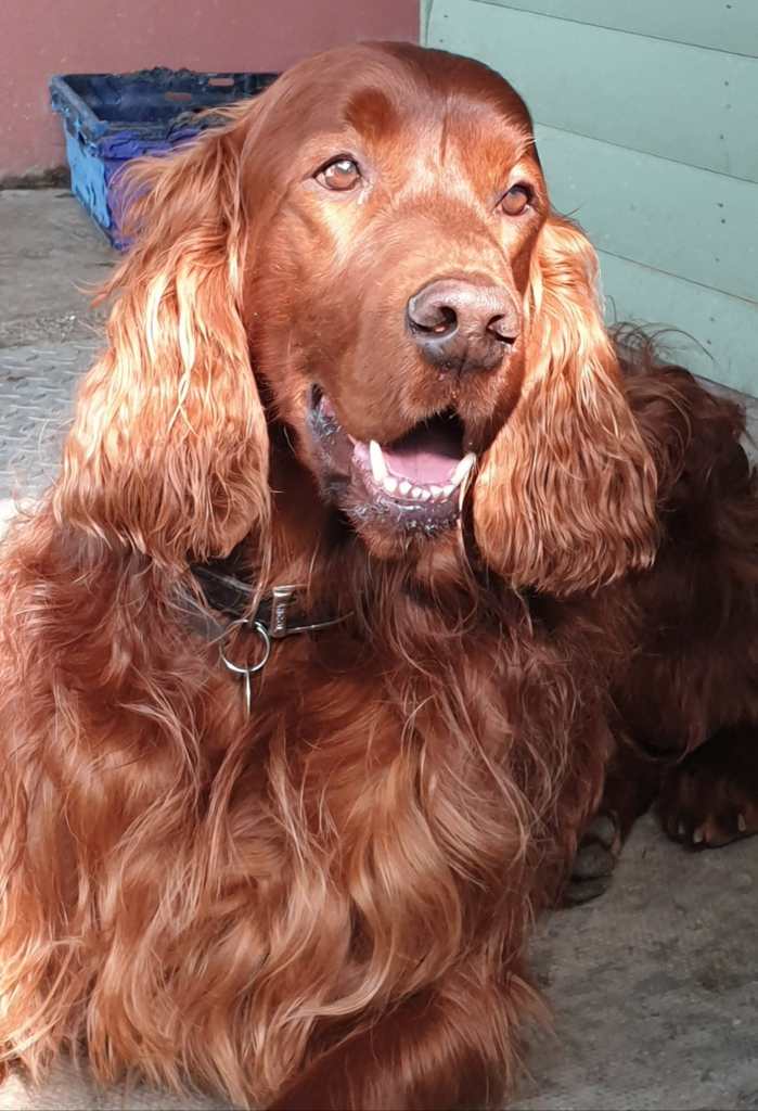 Wallace the Red Setter