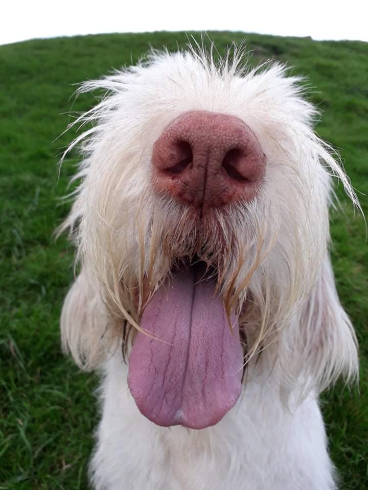 Monty the Spinone Italiano
