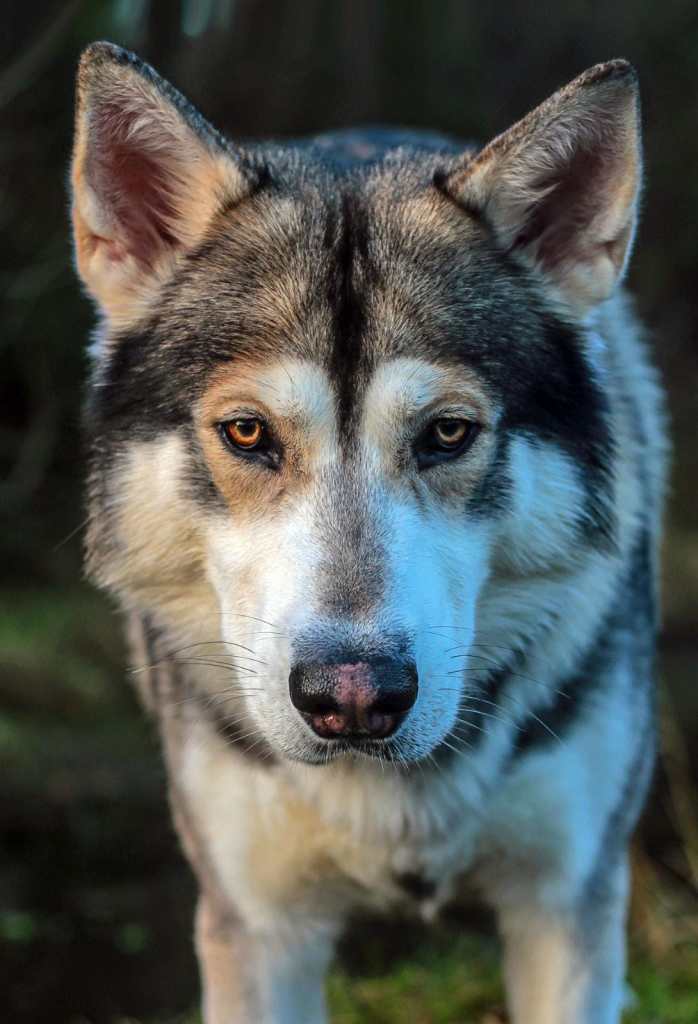 Cody the Northern Inuit