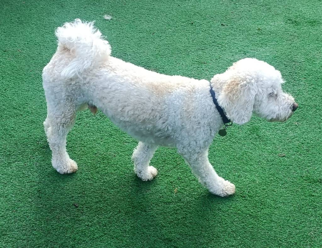 Bertie the smart little Bichon X