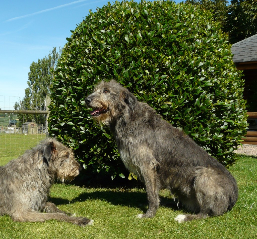 Maddie and Annie, the farm's resident Irish Wolfhounds