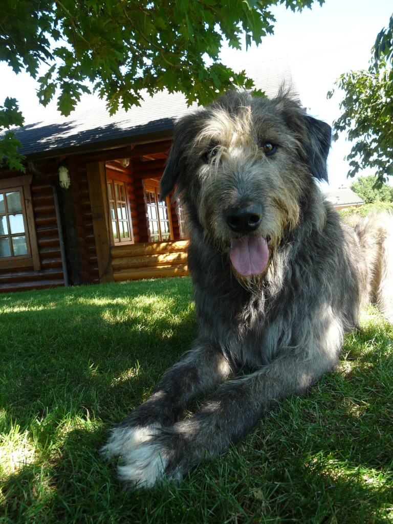 Annie the Irish Wolfhound