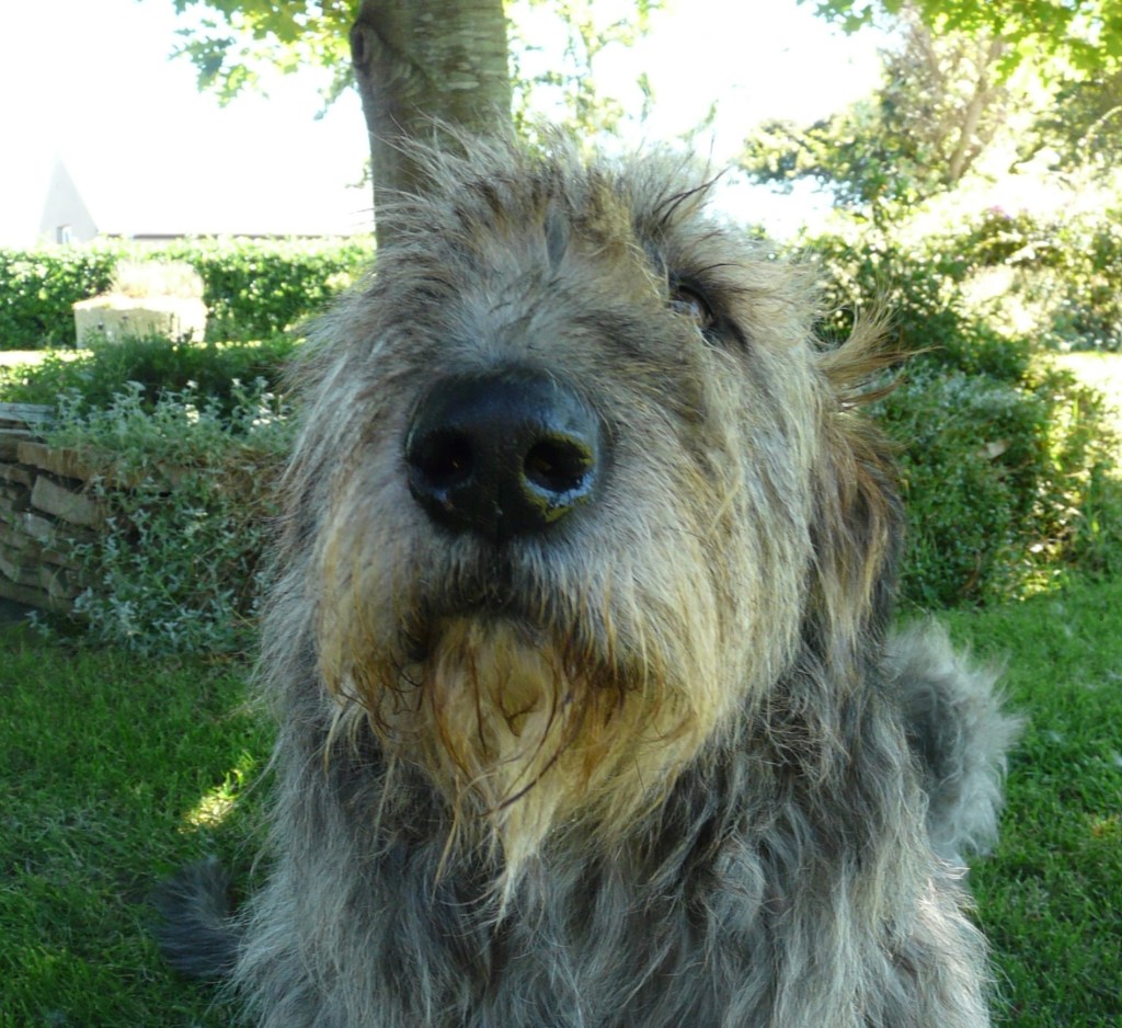 Maddie the Irish Wolfhound