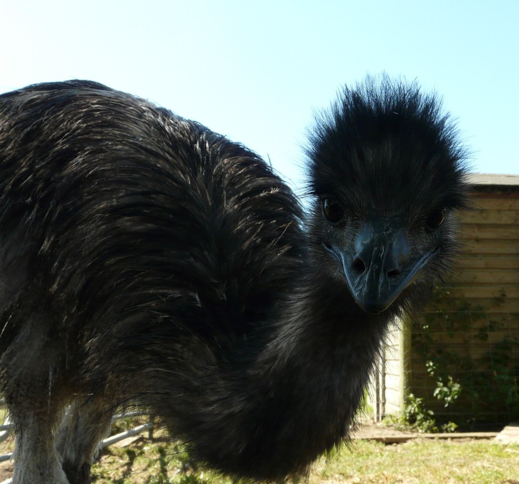 Solo the Emu who loves hugs