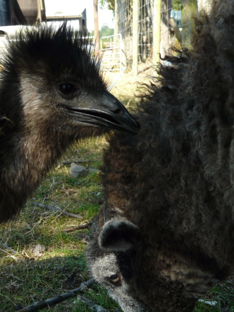 Raised together, Solo the Emu and Bouncer the Herdwick Sheep