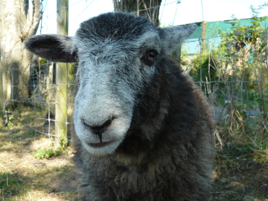 Bouncer, just one amazing Herdwick lamb