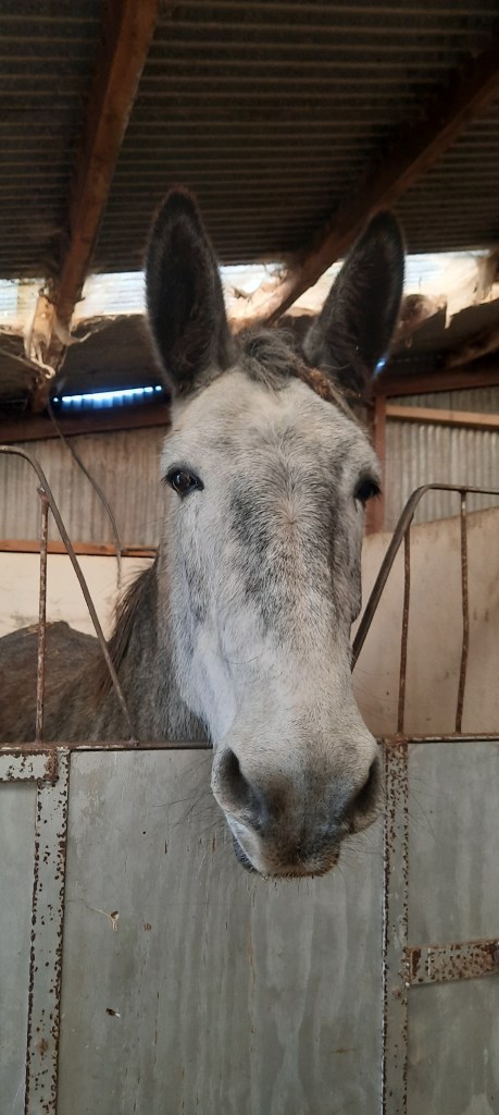 Jessie, large grey mule, currently backed and ready for harness