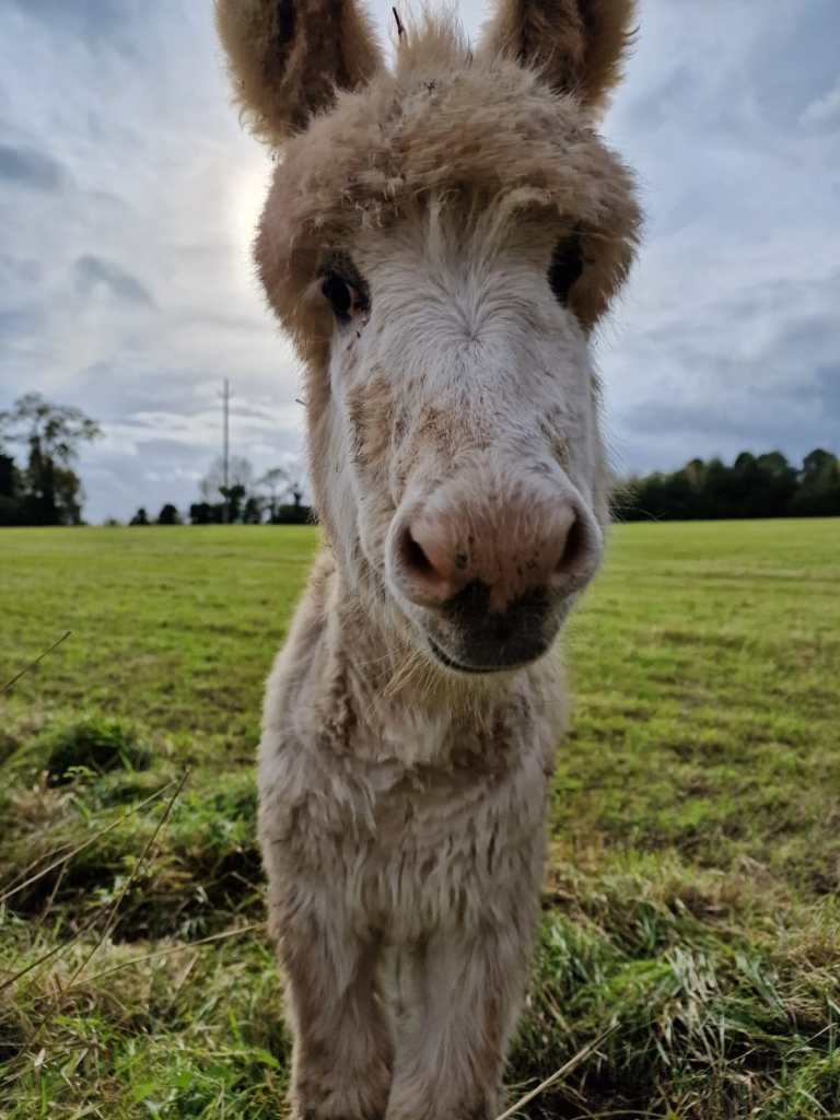 Little Clare, small pale fawn donkey