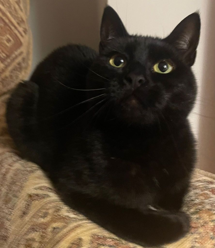 Milo, calm and camera savvy black cat